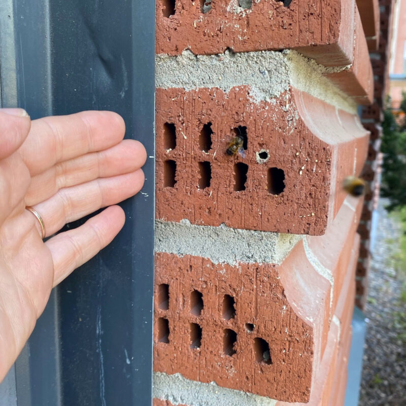 erakkomehiläinen etsii pesäkoloa tiiliseinästä