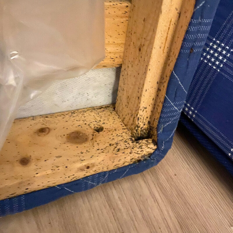 lutikan eritteiden jättämiä jälkiä sänkyn rakenteissa.