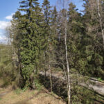 Karusellikuva